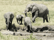 African elephant and her three youngsters