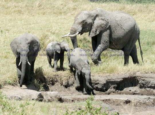 African elephant and her three youngsters