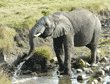 African elephant with water spraying from her trunk