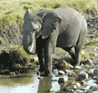 African elephant standing in pond