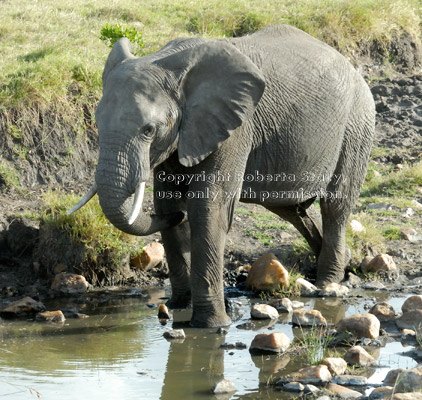 African elephant standing in pond