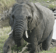 African elephant climbing up hill toward camera