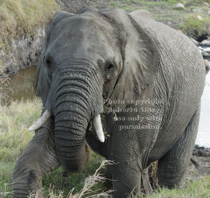 African elephant climbing up hill toward camera