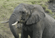 African elephant on hill eating grass