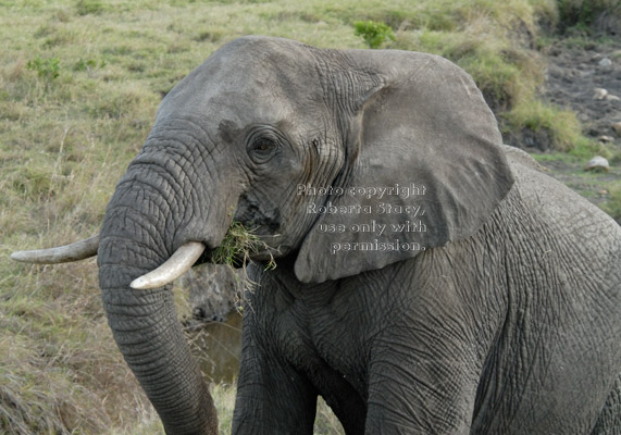 African elephant on hill eating grass