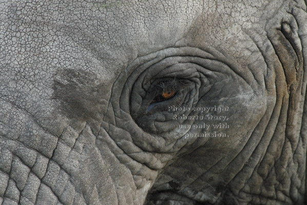 African elephant partial-face close-up