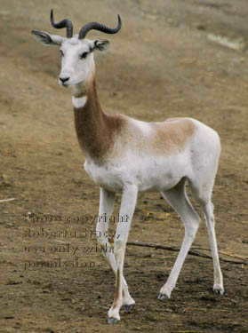 addra (dama) gazelle