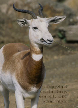 addra (dama) gazelle eating