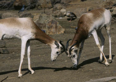 addra (dama) gazelles playing