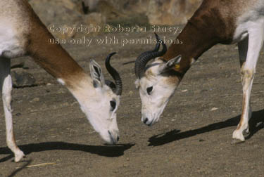 addra (dama) gazelles playing