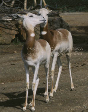 addra (dama) gazelles