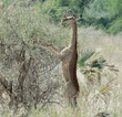 gerenuk eating