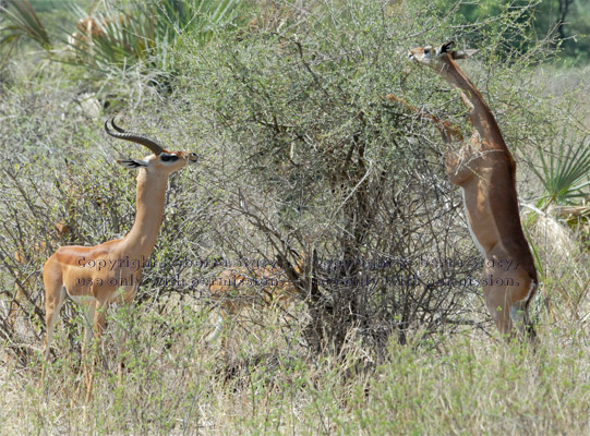 gerenuks eating