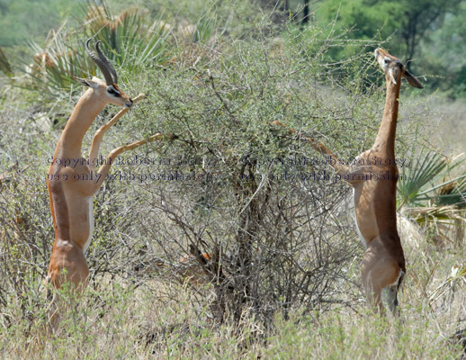 two gerenuks eating