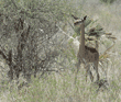 gerenuk