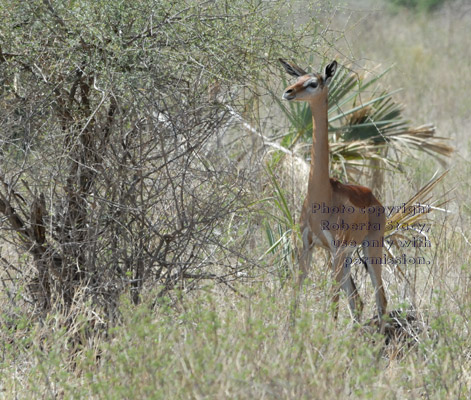 gerenuk