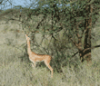 gerenuk eating