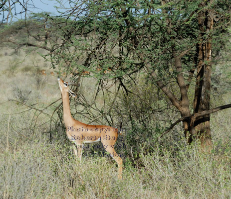 gerenuk eating