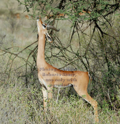 gerenuk eating