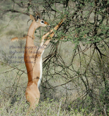 gerenuk standing on back legs while eating