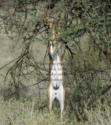 gerenuk standing on back legs while eating