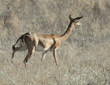 gerenuk walking