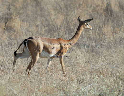 gerenuk walking