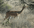 gerenuk