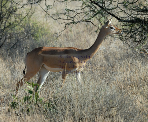 gerenuk