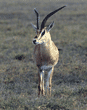 Grant's gazelle