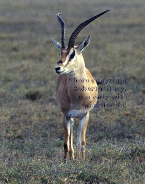 Grant's gazelle Tanzania (East Africa)