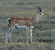 Grant's gazelle