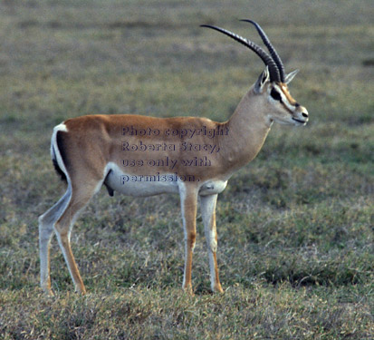 Grant's gazelle Tanzania (East Africa)