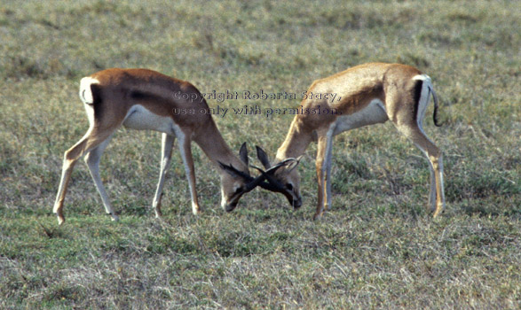 Grant's gazelles playing