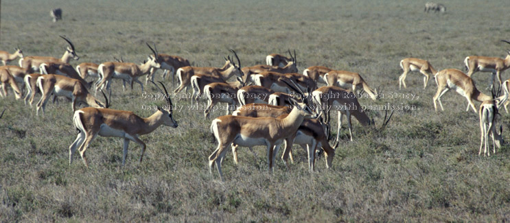 herd of Grant's gazelles