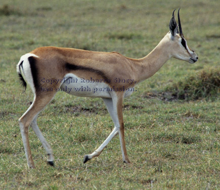 Grant's gazelle walking