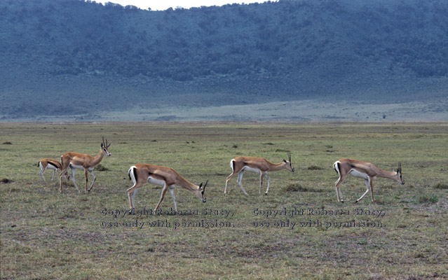 Grant's gazelles Tanzania (East Africa)