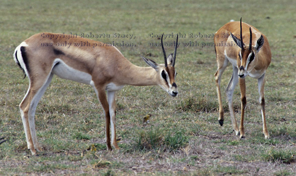 Grant's gazelles Tanzania (East Africa)