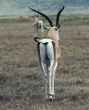 Grant's gazelles Tanzania (East Africa)