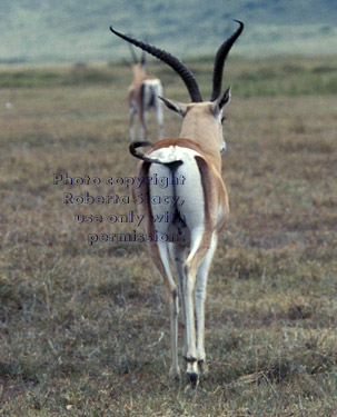 Grant's gazelle, rear view