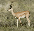 Grant's gazelle