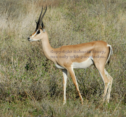 Grant's gazelle