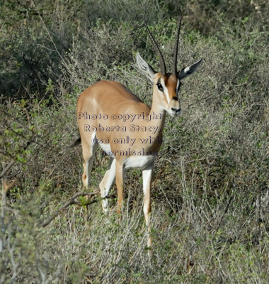 Grant's gazelle