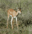 Grant's gazelle