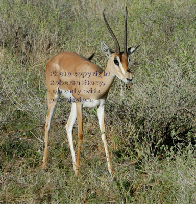 Grant's gazelle