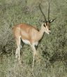 Grant's gazelle