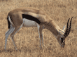 Thompson's gazelle grazing