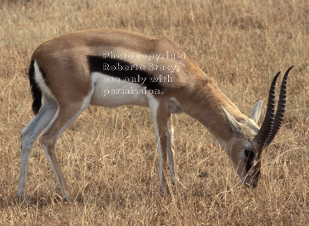 Thompson's gazelle grazing