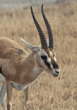 Thompson's gazelle