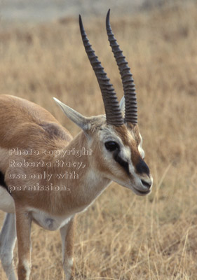 Thompson's gazelle